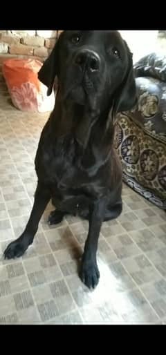 Labrador Female 0