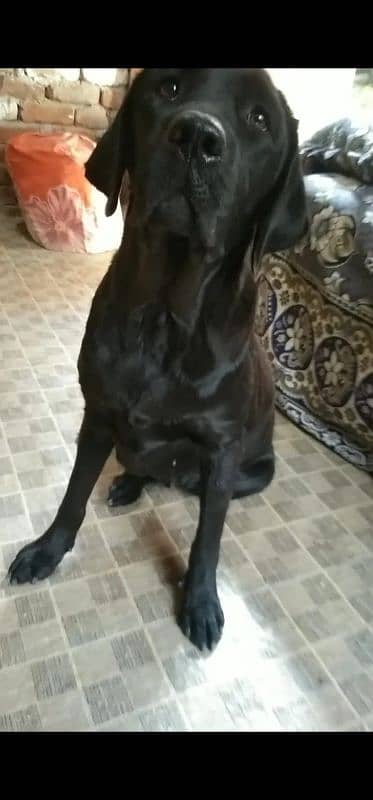 Labrador Female 0