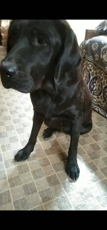 Labrador Female 3