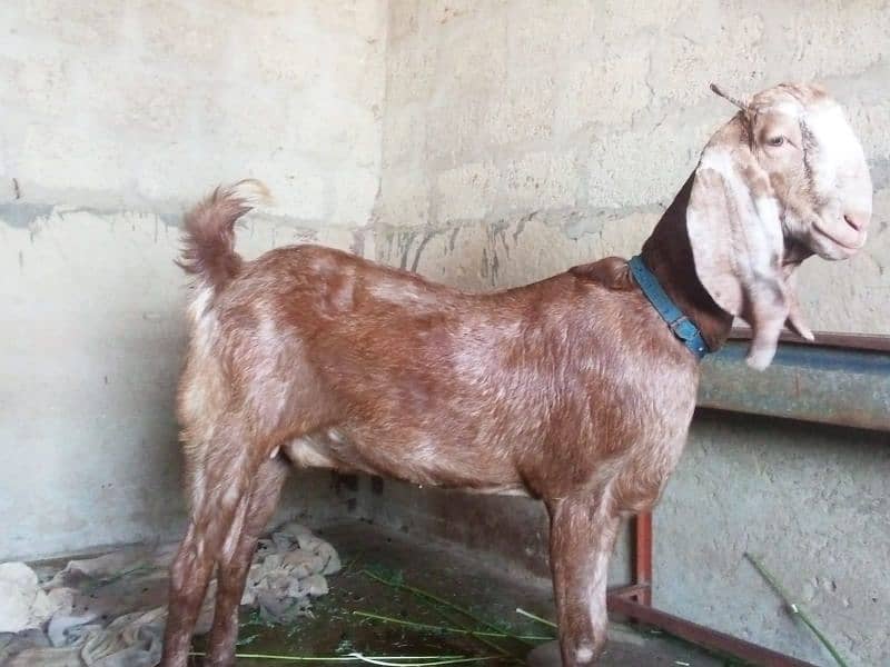 beautiful goat for sale 1