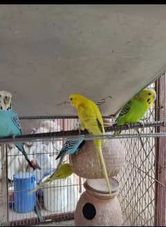 5_ piece budgie parrots