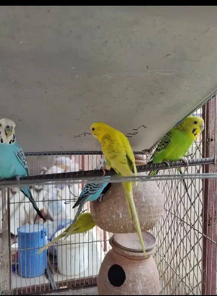 3_ pairs breeding  budgie parrots 0