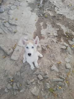 Husky puppies