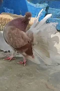 laka fancy pigeon kabooter 0