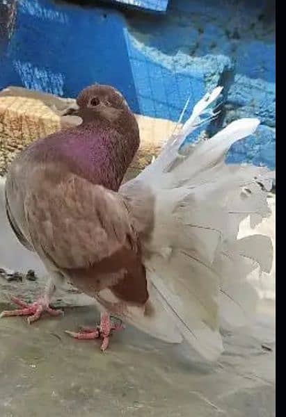 laka fancy pigeon kabooter 1