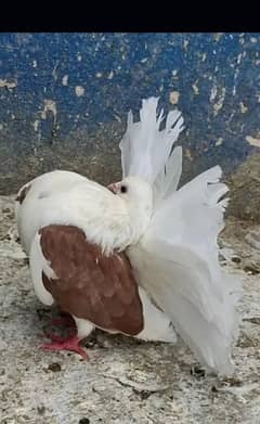 saddle laka modren female fancy kabooter pigeon