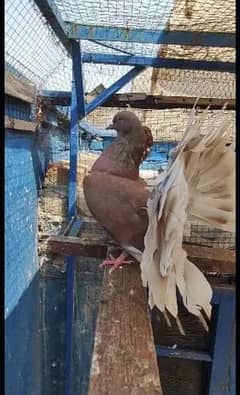 laka English brown white tale kabooter pigeon