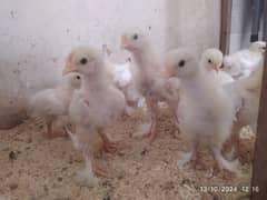 White buff chicks Rs 350 choozay for sale