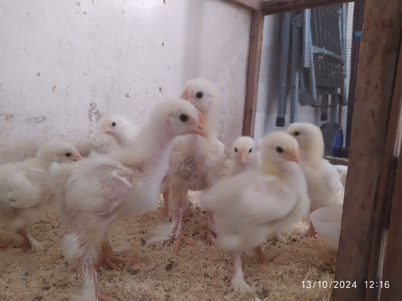 White buff chicks Rs 350 choozay for sale 1