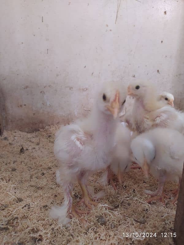 White buff chicks Rs 350 choozay for sale 2