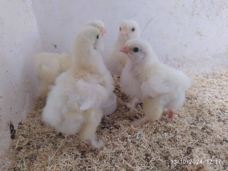 White buff chicks Rs 350 choozay for sale 3