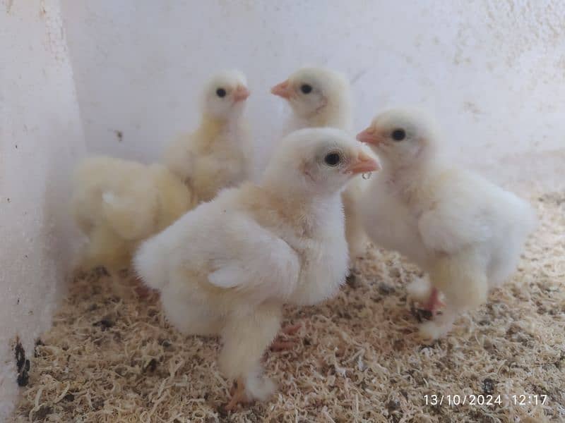 White buff chicks Rs 350 choozay for sale 4