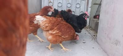 Lohmann Brown Quality Hens