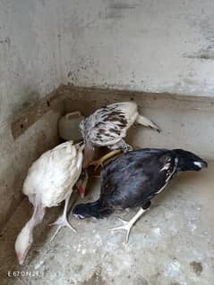 paper white heera chick's