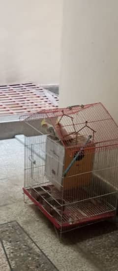 parrots Cage