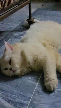 Persian male cat big fat cat double coated 0