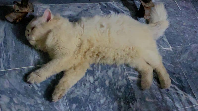 Persian male cat big fat cat double coated 2