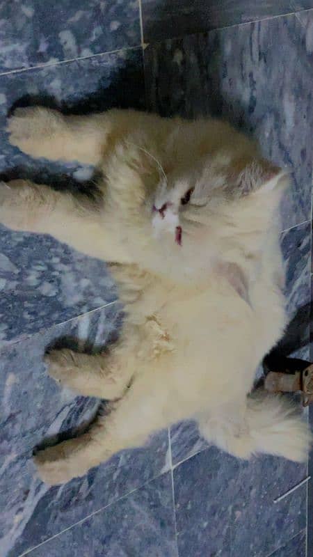 Persian male cat big fat cat double coated 6