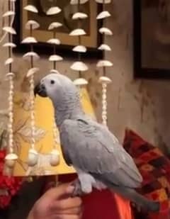 GREY PARROT FOR SALE 0