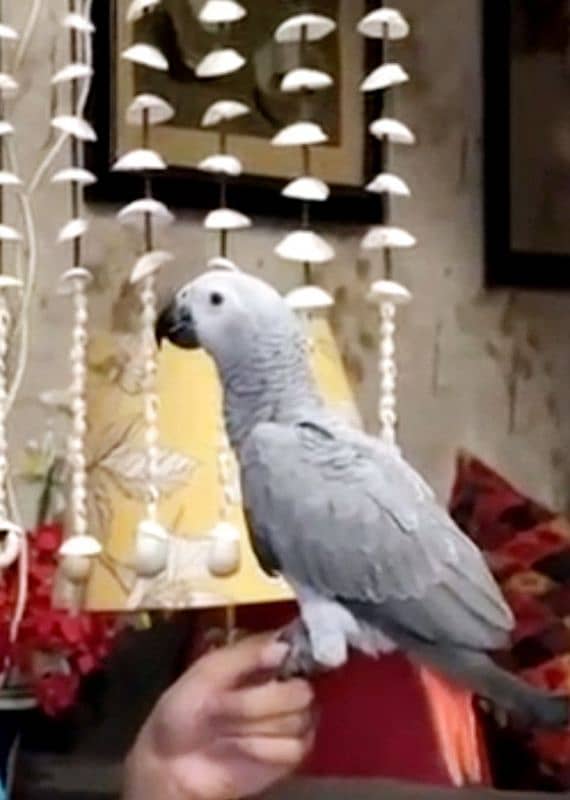 GREY PARROT FOR SALE 1