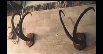 Ibex horns