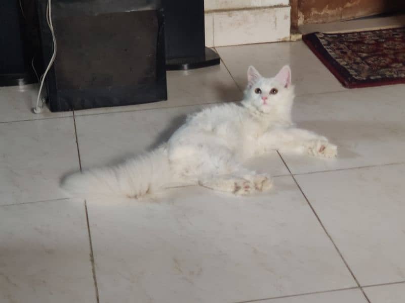 Persian kitten 5 months old 2