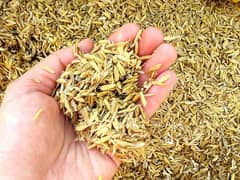 Rice Husk For Sale Chawal ka Chilka چاول کی بھوسی