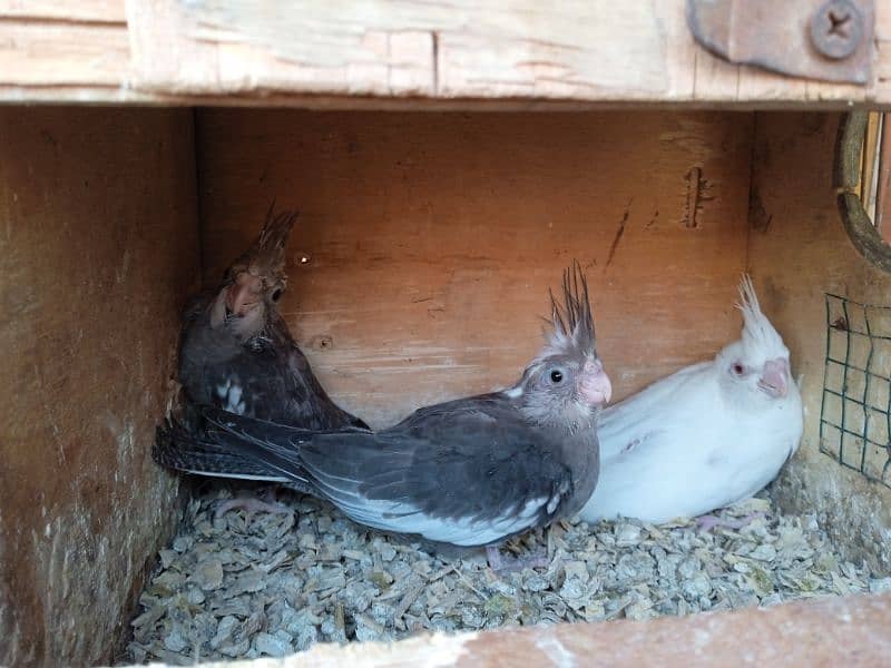 cocktail chicks and Ready to breed cocktail for sale 0