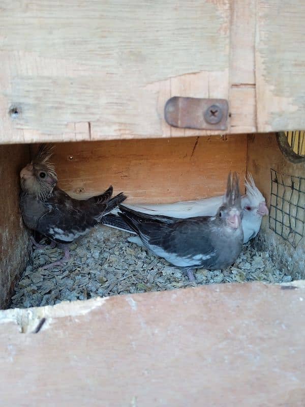 cocktail chicks and Ready to breed cocktail for sale 14