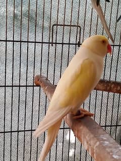 Cremeno Ringneck Male Yellow Ringneck Breedar Male