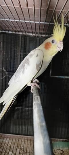 creamy cocktail male