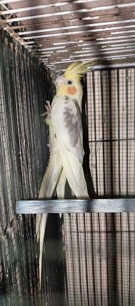 creamy cocktail male 1