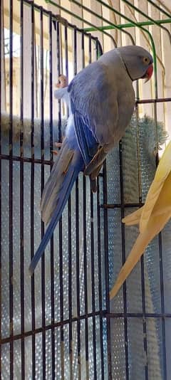 Violet Df Male and White Ringneck Female