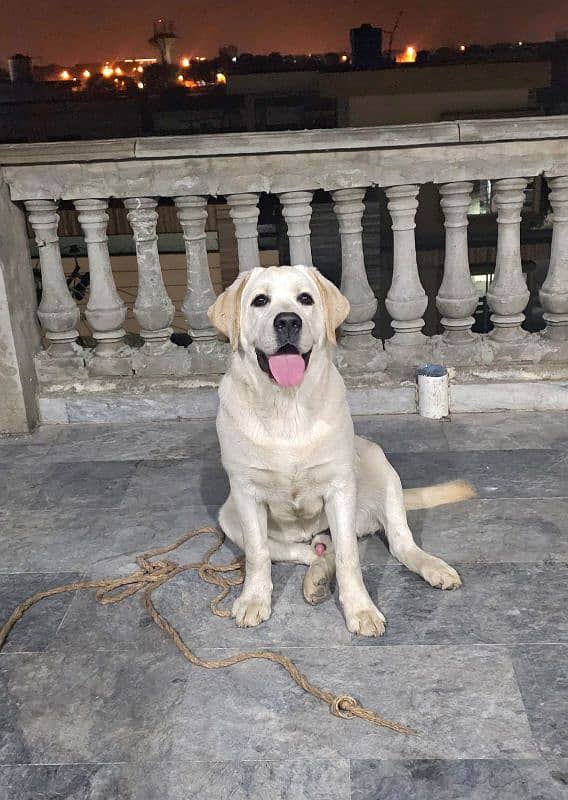 High Quality Pedigreed Labrador Male 4