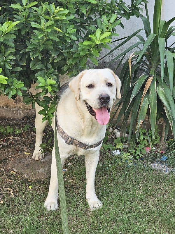 High Quality Pedigreed Labrador Male 1