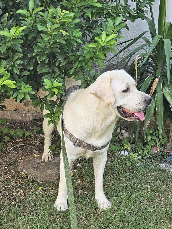 High Quality Pedigreed Labrador Male 5