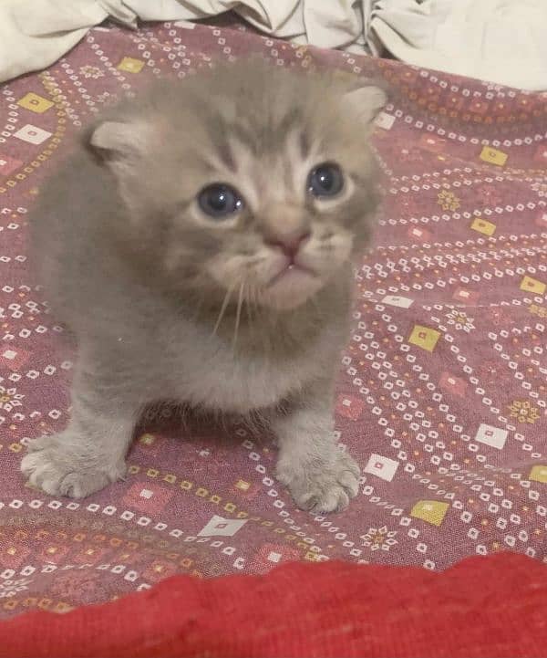 American curl and chartreux short hair breed 0