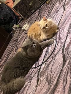 persian cats for sale