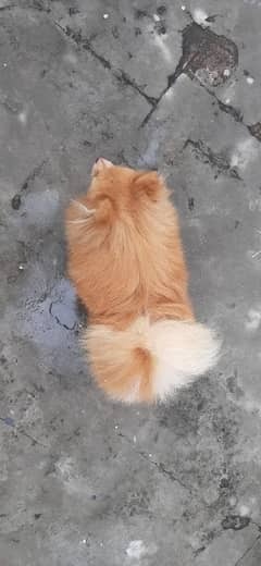 Pomeranian