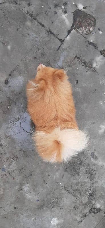 Pomeranian Male available for stud 0