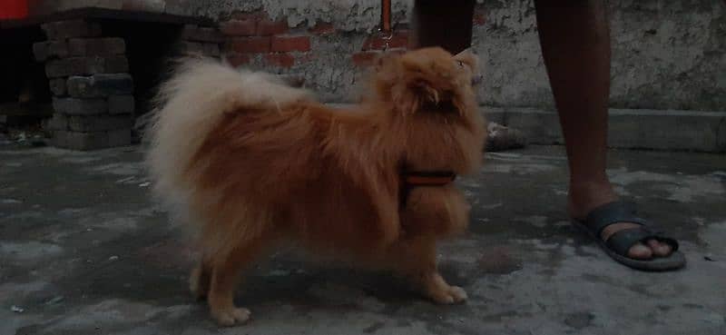 Pomeranian Male available for stud 1