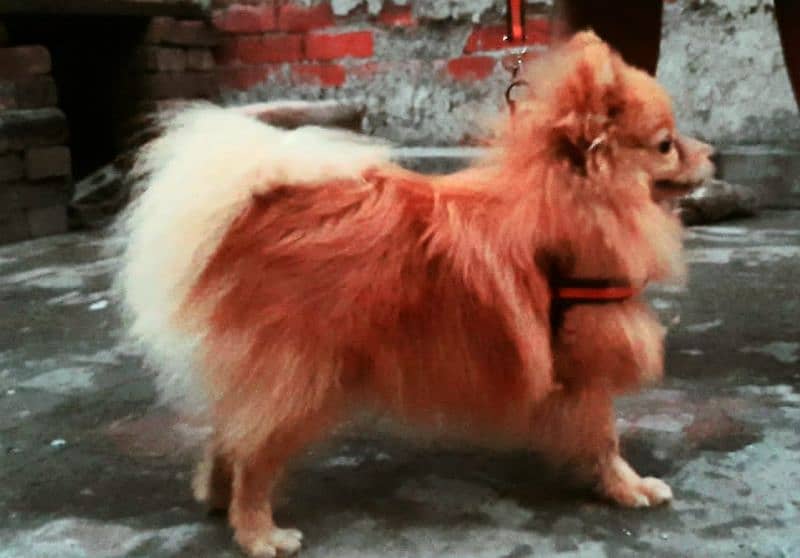 Pomeranian Male available for stud 2