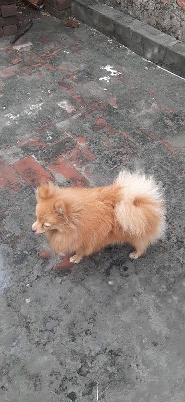 Pomeranian Male available for stud 3