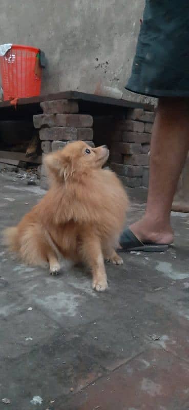 Pomeranian Male available for stud 4