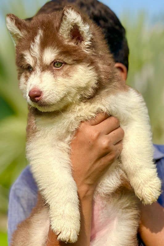 Extremely High quality Siberian husky king size long coat puppy 1