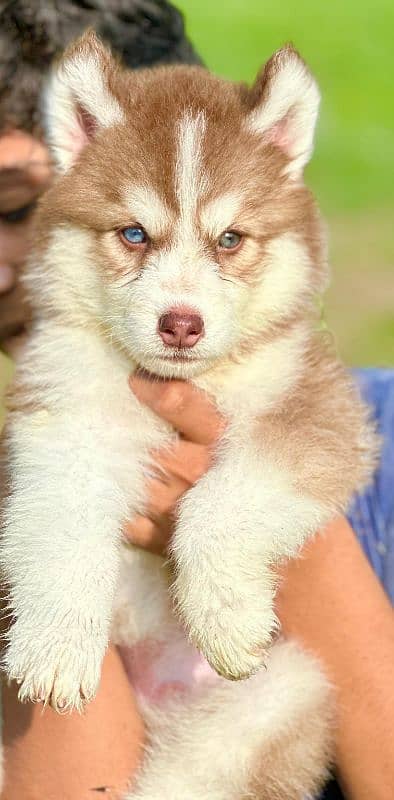 Extremely High quality Siberian husky king size long coat puppy 0