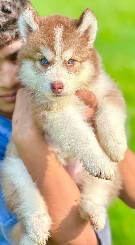 Extremely High quality Siberian husky king size long coat puppy 2