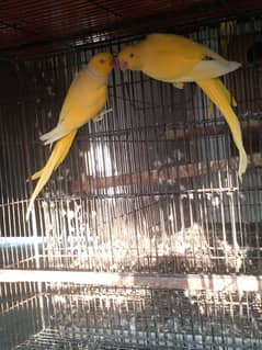 Yellow Ringneck pair 0