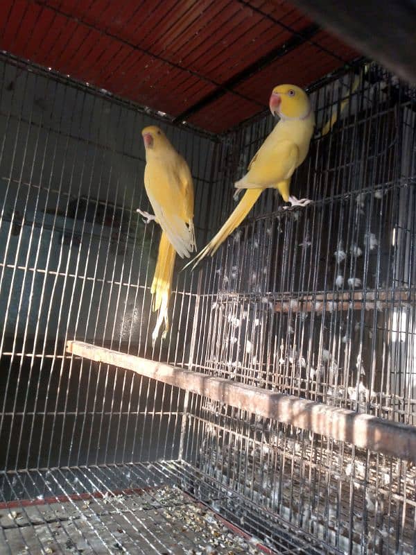 Yellow Ringneck pair 1