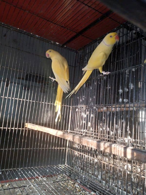 Yellow Ringneck pair 2